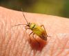 Brachycoleus pilicornis